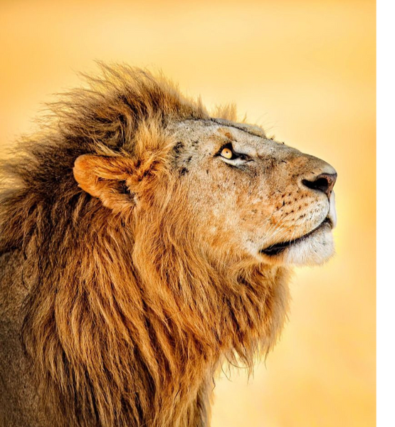 Fahlo Wildlife Tracking Bracelets- Lion